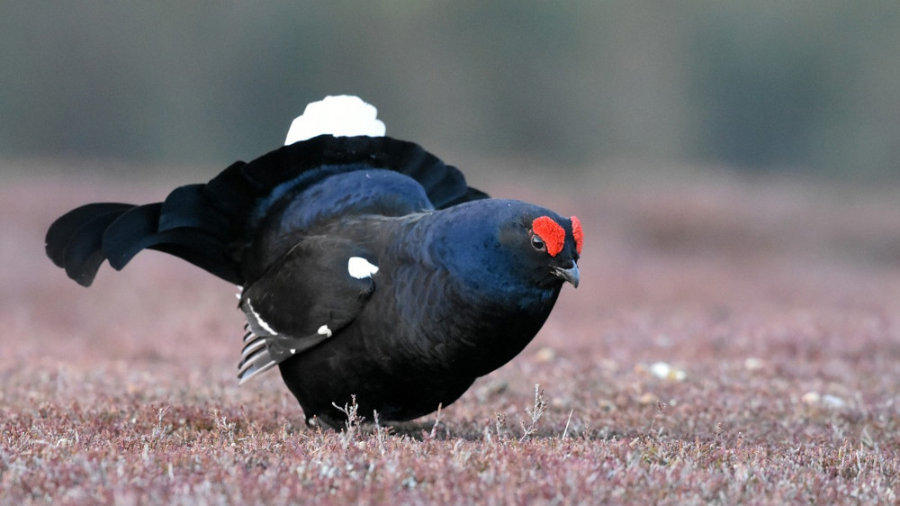 VÝZNAMNÁ FAUNA KARLOVARSKÉHO KRAJE